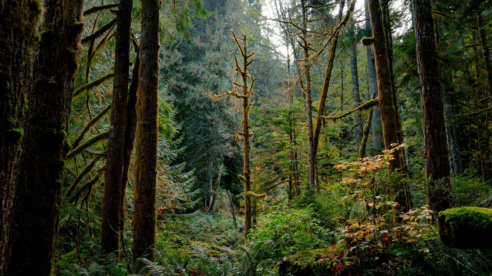 Lush green forest in soft light