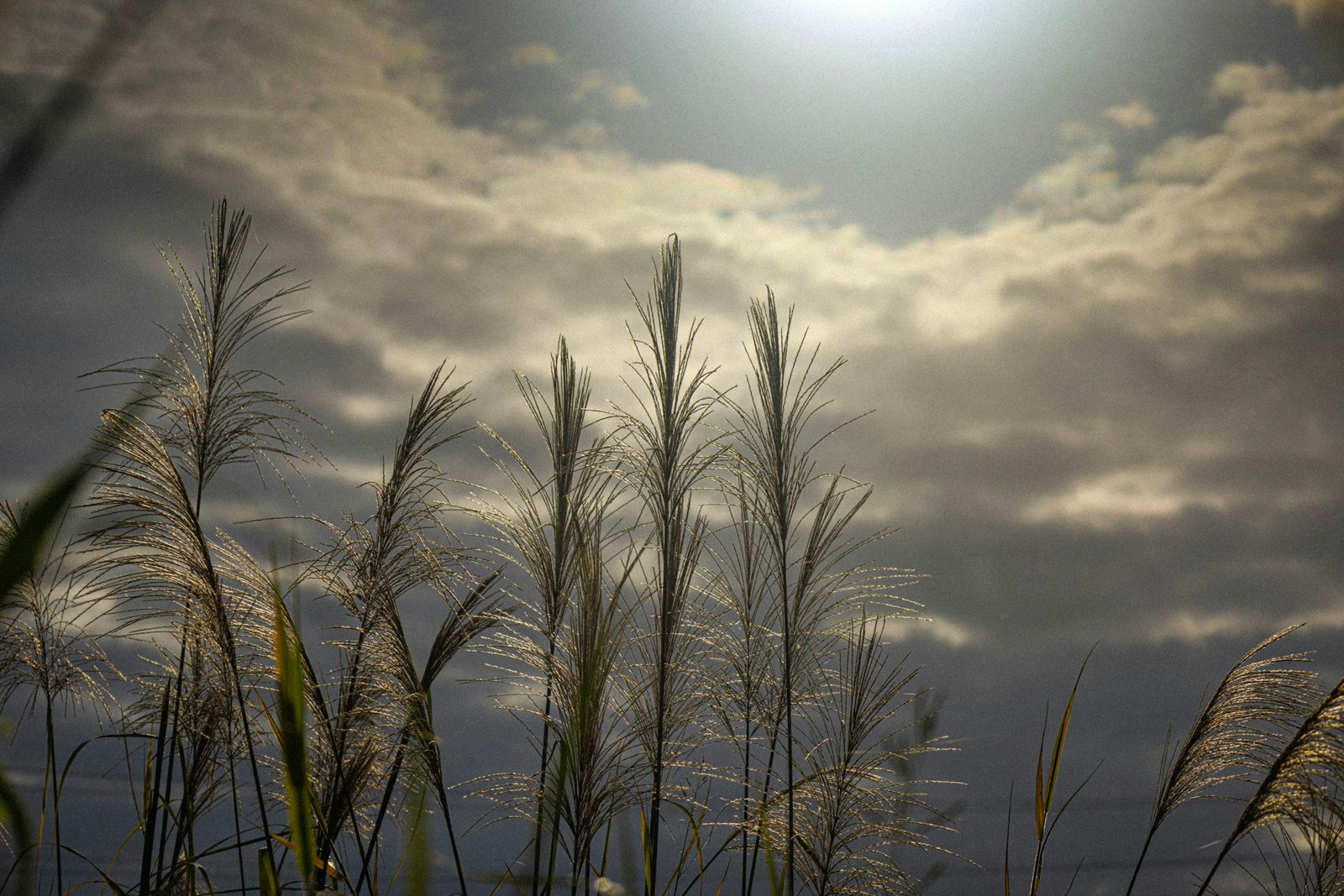 Tall grass plumes against a soft sky